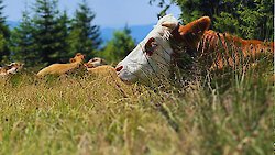 Die Faszination der Naturwiesen und ihrer Kräuter im Bayerischen Wald